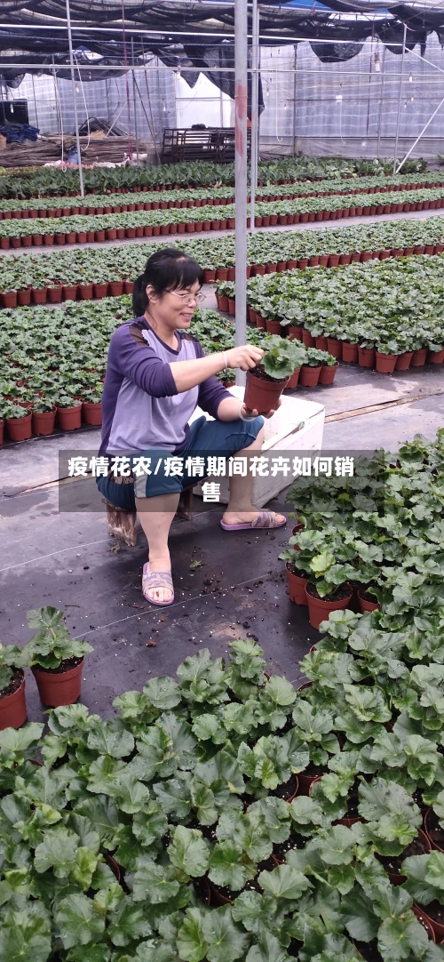 疫情花农/疫情期间花卉如何销售-第1张图片