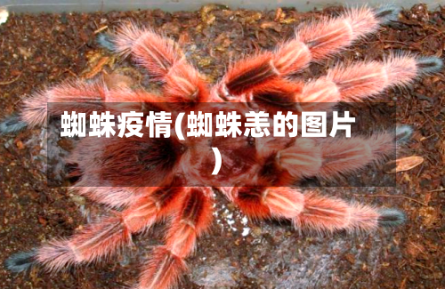 蜘蛛疫情(蜘蛛恙的图片)-第3张图片