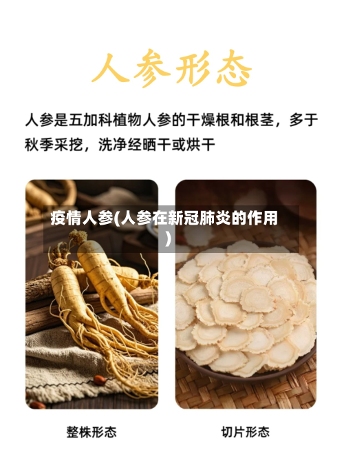 疫情人参(人参在新冠肺炎的作用)-第2张图片