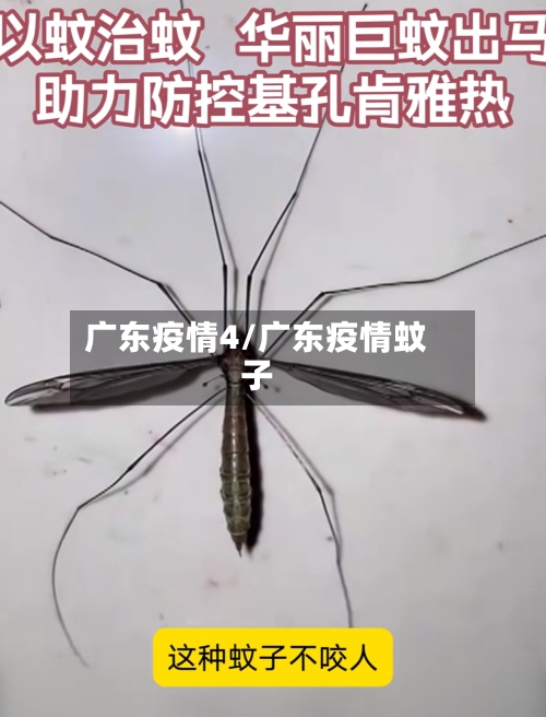 广东疫情4/广东疫情蚊子-第1张图片