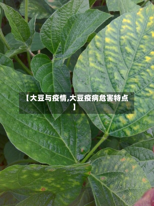 【大豆与疫情,大豆疫病危害特点】-第1张图片