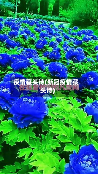 疫情藏头诗(新冠疫情藏头诗)-第3张图片