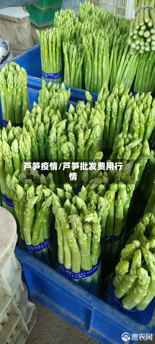 芦笋疫情/芦笋批发费用行情-第1张图片