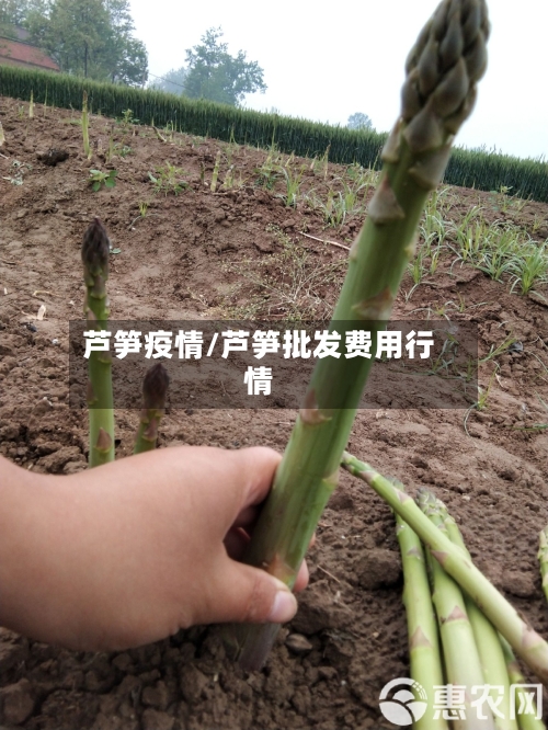 芦笋疫情/芦笋批发费用行情-第3张图片