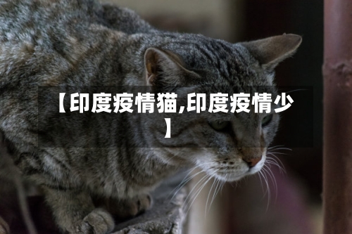 【印度疫情猫,印度疫情少】-第1张图片