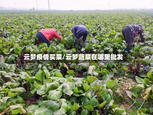 云梦疫情买菜/云梦蔬菜在哪里批发-第1张图片