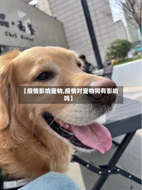 【疫情影响宠物,疫情对宠物狗有影响吗】-第1张图片