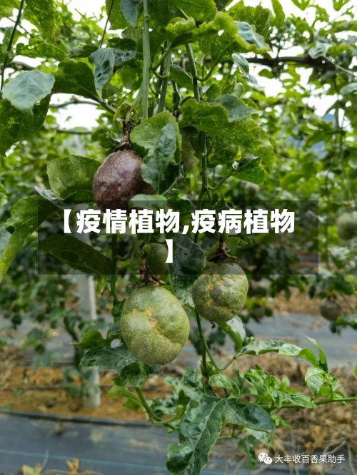 【疫情植物,疫病植物】-第2张图片