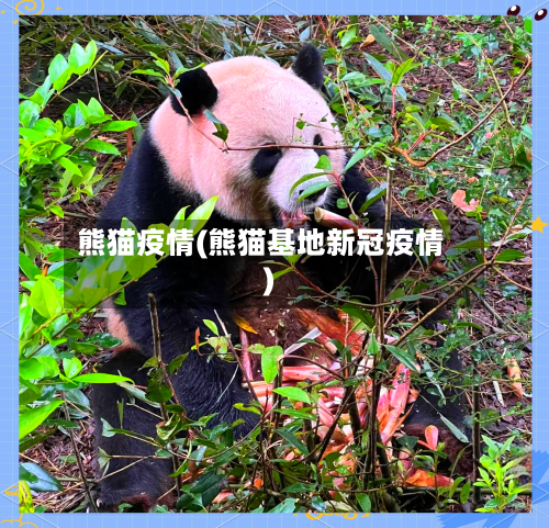 熊猫疫情(熊猫基地新冠疫情)-第2张图片