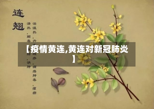 【疫情黄连,黄连对新冠肺炎】-第2张图片